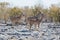 Kudu antelope group