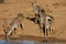 Kudu Antelope Group at Waterhole