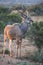 Kudu Antelope with Long Horns