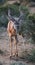 Kudu Antelope with Long Horns