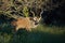 Kudu antelope in natural habitat