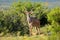 Kudu antelope in natural habitat, Addo Elephant National Park, South Africa