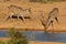 Kudu Antelope Pair