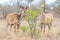 Kudu Antelope Pair
