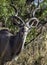 Kudu antelope, photographed in the wild.