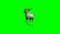 Kudu Antelope running 1 - green screen