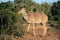 Kudu antelope, South Africa