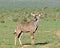 Kudu Antelope wild in South Africa