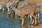 Kudu antelope and zebras at a waterhole