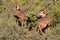 Kudu antelopes