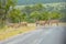 Kudu antelopes crossing road in Kruger national park