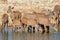 Kudu antelopes drinking