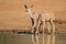 Kudu antelopes drinking