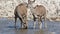 Kudu antelopes drinking water