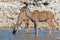 Kudu antelopes drinking water