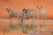 Kudu antelopes drinking at a waterhole