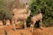 Kudu antelopes feeding