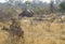 Kudu Antelopes in Kruger National Park