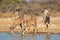 Kudu antelopes at a waterhole