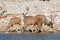 Kudu antelopes at a waterhole - Etosha