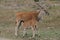 Kudu Baby Nursing on Mom