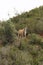 A Kudu at Boleilierskop Reserve