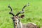 Kudu Buck Head Horns Wildlife Animals