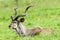Kudu Buck Head Horns Wildlife Animals