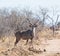 Kudu Bull