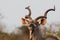 Kudu bull