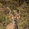 Kudu Bull