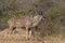 Kudu bull