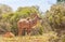 Kudu Bull in Addo Elephant National Park