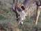 Kudu bull browsing watchfully in the Addo Elephant Park, South A