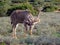 Kudu bull browsing watchfully in the Addo Elephant Park, South A