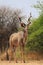 Kudu bull - Bush Contrasts