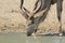 Kudu bull - Close-up of Perfection