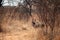 KUDU BULL CROSSING A DIRT ROAD IN A SOUTH AFRICAN GAME PARK