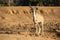 Kudu bull at dry waterhole