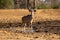 Kudu bull at dry waterhole