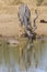 Kudu bull with huge horns drink water at pool