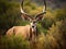 Kudu Bull looking straight at photographer