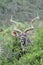 Kudu bull portrait with long horns