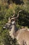 Kudu bull profile