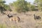 Kudu bull, Tragelaphus strepsiceros, Kgalagadi Transfrontier Park, Northern Cape, South Africa