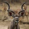 Kudu bull watches carefully as she appraches a waterhole