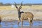 Kudu bull in waterhole