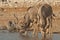 Kudu bulls drinking