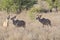 Kudu bulls, Tragelaphus strepsiceros, Kgalagadi Transfrontier Park, Northern Cape, South Africa