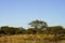 Kudu in bush under blue sky at Okonjima Nature Reserve, Namibia